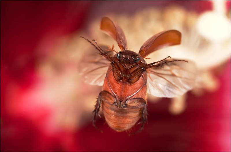 Illustration for article titled Cómo cazar espectaculares fotos de insectos en el aire